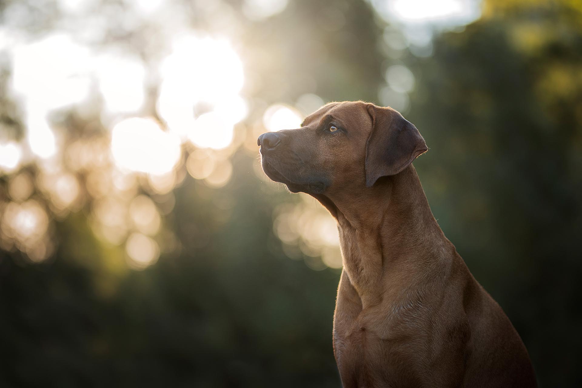 Rhodesian Ridgeback