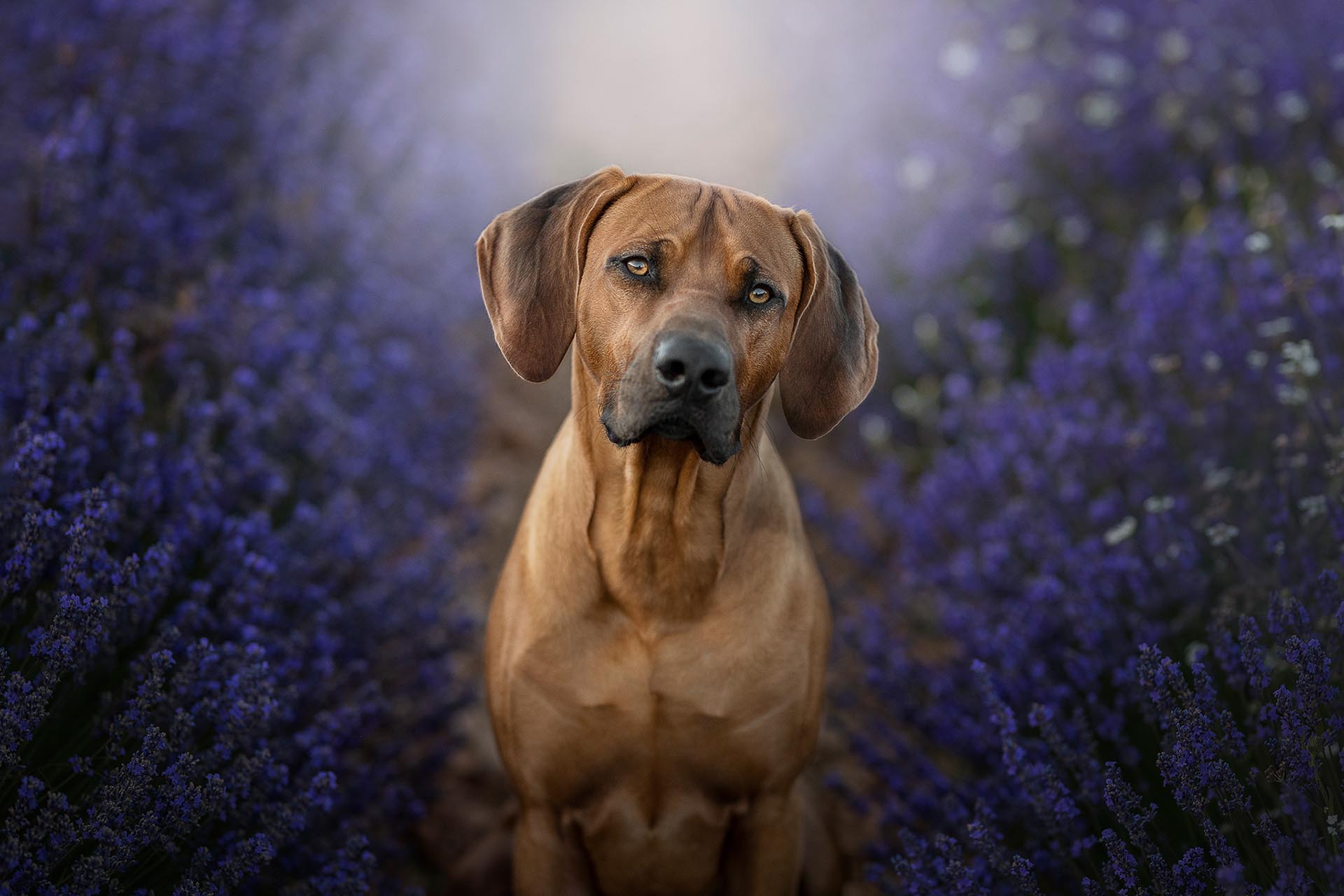 Rhodesian Ridgeback