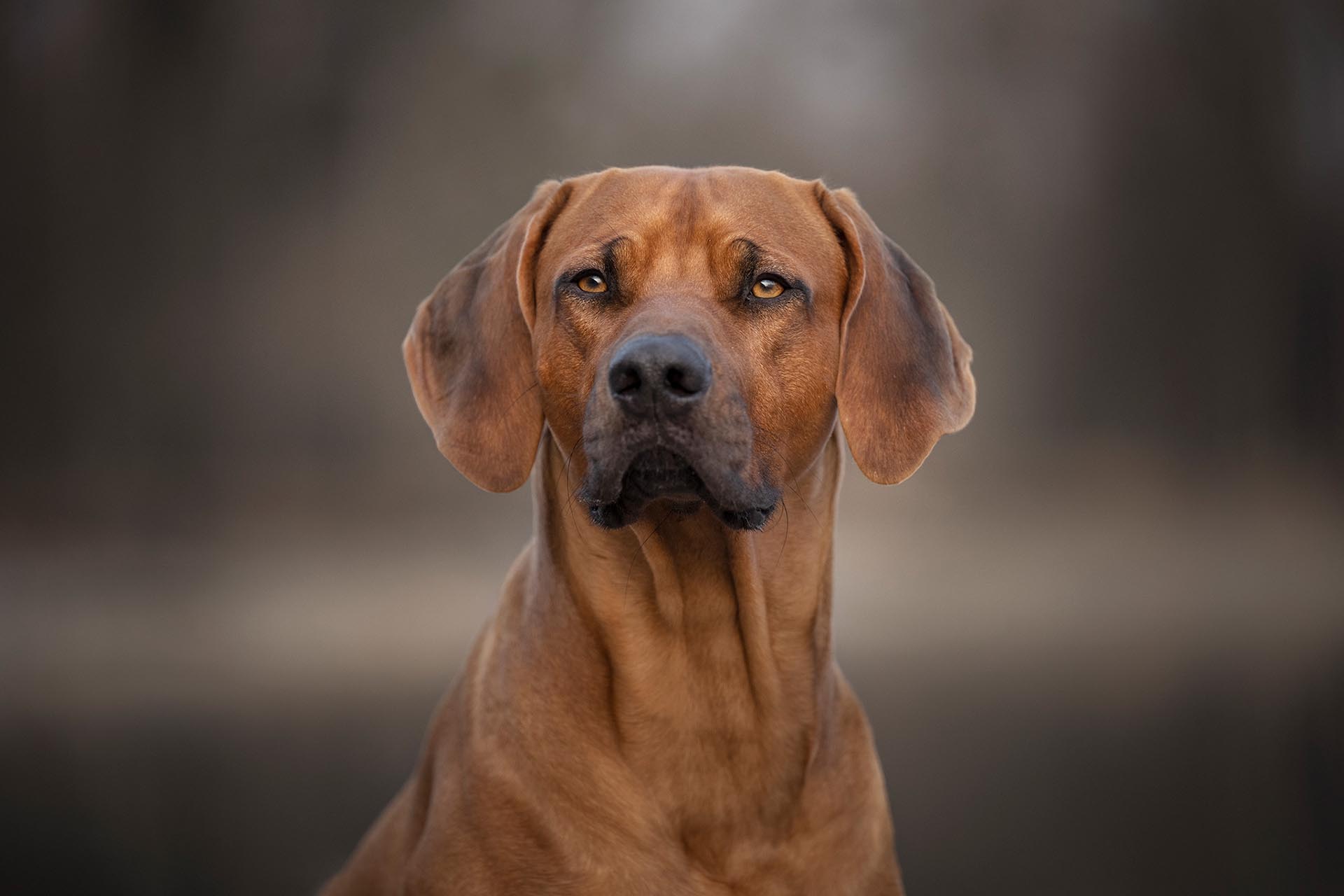 Rhodesian Ridgeback