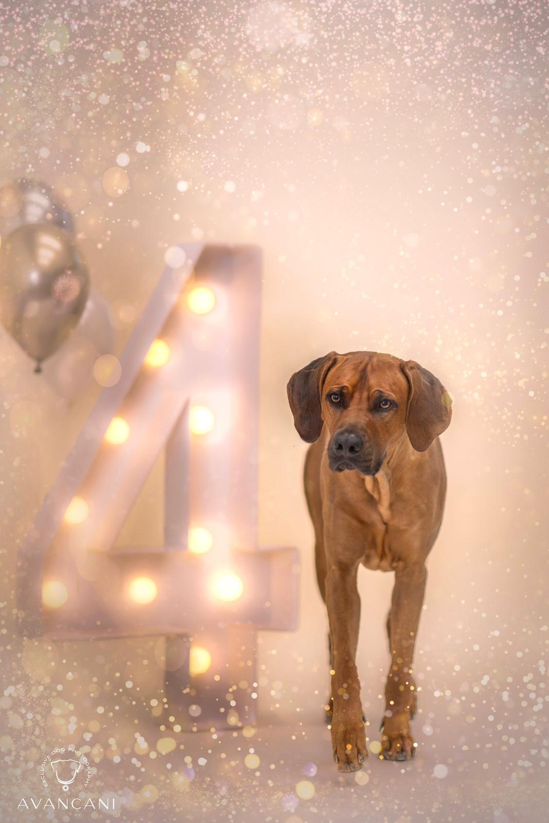 SHOOTINGS Geburtstag und Feste SHOOTINGS Geburtstag und Feste